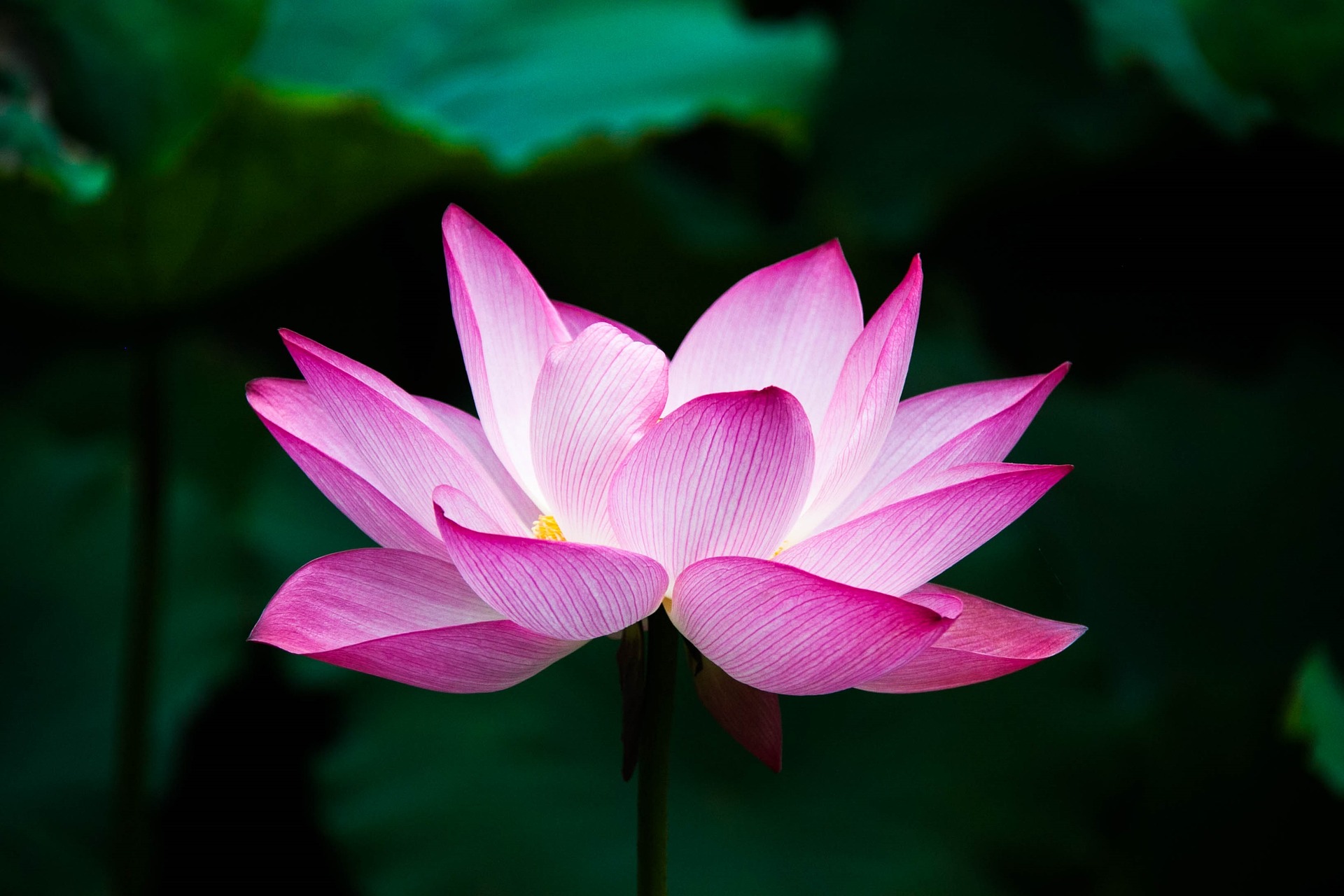 Hintergrundbild Lotus